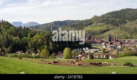 Kühe weiden vor dem Donawitz-Stahlwerk der voestalpine AG, Bezirk Donawitz, Leoben, Steiermark, Österreich Stockfoto