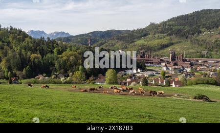 Kühe weiden vor dem Donawitz-Stahlwerk der voestalpine AG, Bezirk Donawitz, Leoben, Steiermark, Österreich Stockfoto