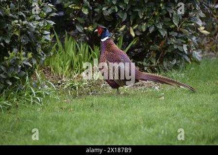 Männlicher gewöhnlicher Fasan (Phasianus colchicus) auf Gras im linken Profil, Bildmitte, Blick auf grünes Laub, aufgenommen im April, Großbritannien Stockfoto