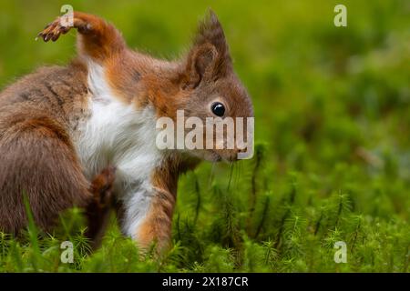 Rotes Eichhörnchen (Sciurus vulgaris), erwachsenes Tier, das sich auf Moos ausdehnt, Yorkshire, England, Vereinigtes Königreich Stockfoto