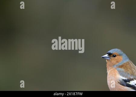Porträt des männlichen Vogelkopfes, England, Vereinigtes Königreich Stockfoto
