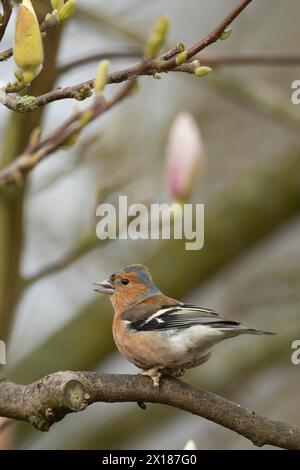 Eurasian Chaffinch (Fringilla coelebs) erwachsener männlicher Vogel, der auf einem Garten-Magnolienbaum singt, England, Vereinigtes Königreich Stockfoto