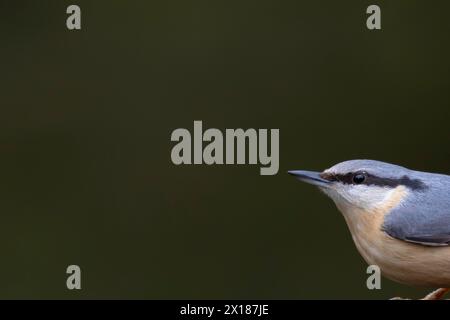 Europäische Nuthatch (Sitta europaea) Erwachsener Vogelkopf Porträt, England, Vereinigtes Königreich Stockfoto