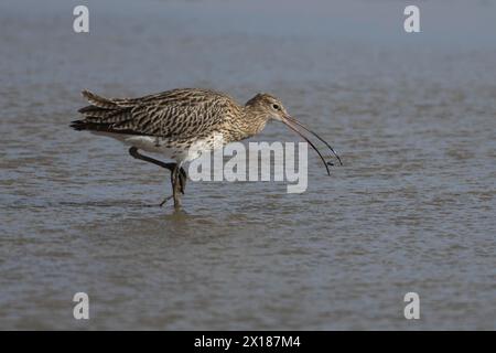 Eurasischer Brachvogel (Numenius arquata), der in einer flachen Lagune gefüttert wird, England, Vereinigtes Königreich Stockfoto