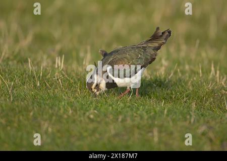 Northern Lapwing (Vanellus vanellus) ausgewachsene Vögel, die auf Grasland fressen, England, Vereinigtes Königreich Stockfoto