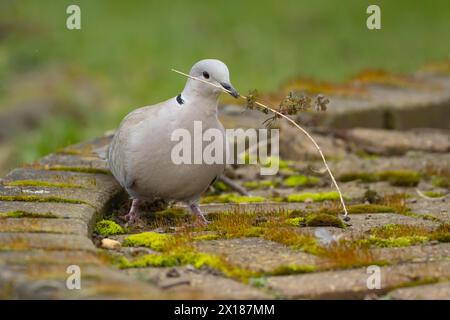 Taube mit Kragen (Streptopelia Decocto), ausgewachsener Vogel mit einem Stock für Nistmaterial im Schnabel, Suffolk, England, Vereinigtes Königreich Stockfoto