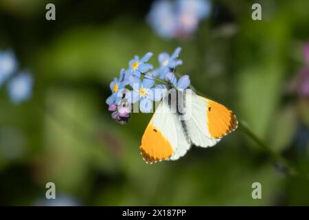 Orangenspitzenfalter (Anthocharis cardamines), männlich, der im Frühjahr Vergissmeinnicht-Blüten ernährt, Suffolk, England, Vereinigtes Königreich Stockfoto