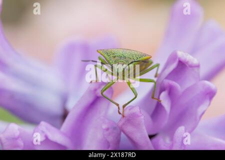 Weißdornschildkäfer (Acanthosoma haemorrhoidale) adulte auf einem Garten Hyazinth Blume im Frühjahr, England, Vereinigtes Königreich Stockfoto