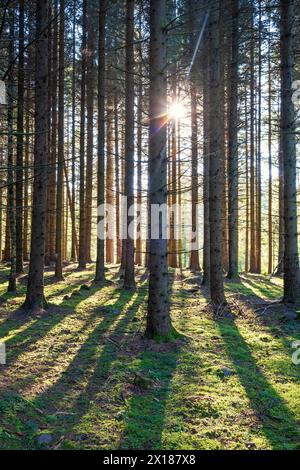 Sonnenstrahlen zwischen Baumstämmen in einem Fichtenwald mit Schatten auf dem moosigen Waldboden Stockfoto