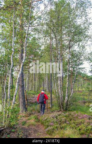 Ältere Frau, die auf einem Pfad in einem Wald mit Kiefern und Birken und blühendem Heidekraut auf einem Moor wandert Stockfoto