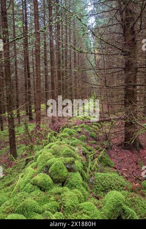 Steinmauer bedeckt mit grünem Moos in einer Fichtenplantage auf altem Ackerland Stockfoto