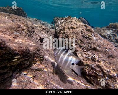 Der Dreitopf Dascyllus (Dascyllus trimaculatus), bekannt als Domino-Damsel oder einfach Domino, ist eine Art des Degoistischen aus der Familie Pomacentridae und Stockfoto