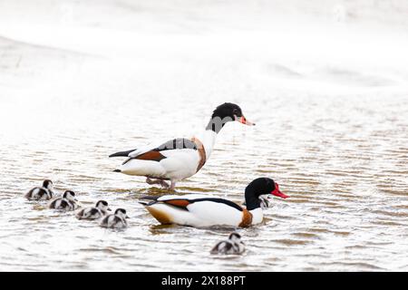 Gewöhnliche ShelEnte (Tadorna tadorna), Zuchtpaar mit Küken, Varanger, Finnmark, Norwegen Stockfoto