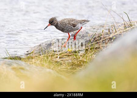 Rotschenkel (Tringa totanus), erwachsener Vogel, der auf Felsen am Ufer des Wassers spaziert, Varanger, Finnmark, Norwegen Stockfoto