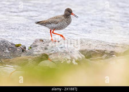 Rotschenkel (Tringa totanus), zwei Erwachsene Vögel am Ufer, Varanger, Finnmark, Norwegen Stockfoto