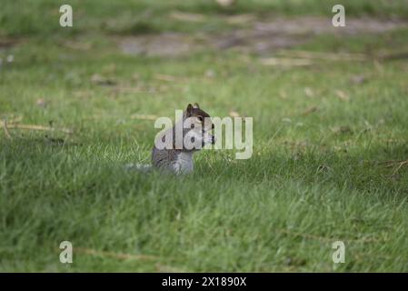 Eastern Gray Eichhörnchen (Sciurus carolinensis) Sat auf Gras im rechten Profil mit Pfoten zu Mund essen an Acorn, aufgenommen in der Mitte von Wales, Großbritannien im Frühjahr Stockfoto