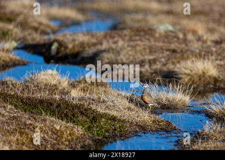 Eurasischer Dotterel (Charadrius morinellus), erwachsenes Weibchen, das in einer Moorlandschaft steht, Varanger, Finnmark, Norwegen Stockfoto