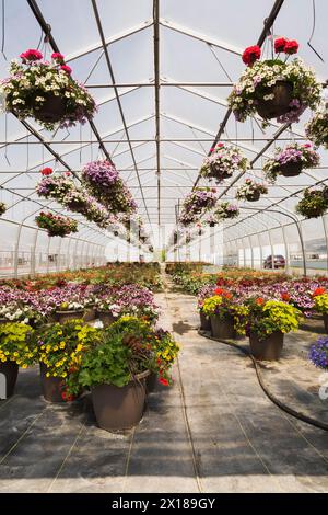 Reihen von gemischten blühenden Pflanzen, einschließlich Petunien in hängenden Körben, rotes Pelargonium, Geranien in Behältern im Gewächshaus im Frühjahr, Quebec, Kanada Stockfoto