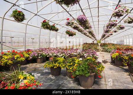 Reihen von gemischten blühenden Pflanzen, einschließlich Petunien in hängenden Körben, rotes Pelargonium, Geranien in Behältern im Gewächshaus im Frühjahr, Quebec, Kanada Stockfoto