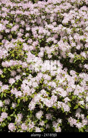 Nahaufnahme von weiß- und malvenblühendem Rhododendron, Azalea-Sträucher im Frühjahr, Quebec, Kanada Stockfoto