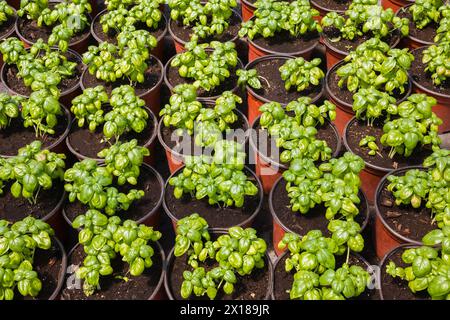 Ocimum basilicum, pflanzliche Setzlinge aus süßen Basilikumkräutern, die im Frühjahr in terrakottafarbenen Kunststoffbehältern im Gewächshaus in Quebec, Kanada, wachsen Stockfoto