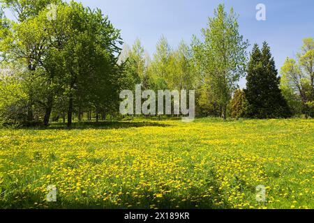 Grünes Grasfeld mit gelbem Taraxacum, Löwenzahn-Blüten umgeben von Laub- und immergrünen Bäumen im Frühjahr, Quebec, Kanada, Nordamerika Stockfoto