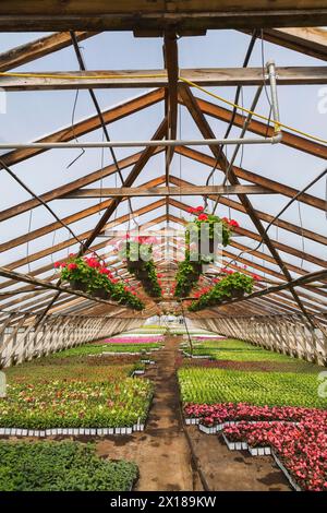 Rotes Pelargonium, Geranienblüten in hängenden Körben sowie gemischte und rosa blühende Begonia-Pflanzen in Containern im Gewächshaus im Frühjahr, Quebec Stockfoto