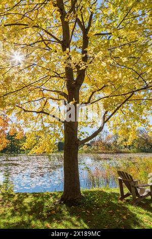 adirondack Holzstuhl auf grünem Gras unter Acer, Ahornbaum neben Teich mit Nymphaea, Seerosen im Herbst, Montreal Botanischer Garten Stockfoto