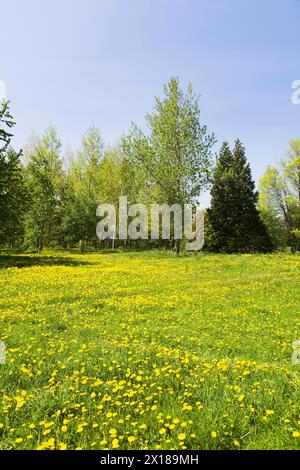 Grünes Grasfeld mit gelbem Taraxacum, Löwenzahn-Blüten umgeben von Laub- und immergrünen Bäumen im Frühjahr, Quebec, Kanada, Nordamerika Stockfoto