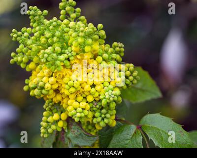 Blüte einer gewöhnlichen oregon-Traube (Mahonia aquifolium) Stockfoto