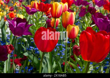 Rote, lila und zweifarbige Tulpen (Tulpe) mit Vergissmeinnots (Myosotis alpestris) Stockfoto