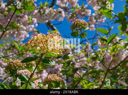 Duftender Schneeball (Viburnum carlcephalum) Stockfoto