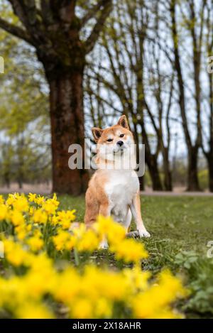 Der rote shiba-inu-Hund sitzt im Frühjahr neben blühenden Narzissen auf dem Rasen Stockfoto