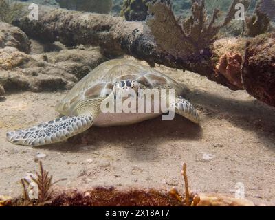 Hawksbill-Schildkröte (Eretmochelys imbricata imbricata) am Wrack des Benwood. Tauchplatz John Pennekamp Coral Reef State Park, Key Largo, Florida Stockfoto