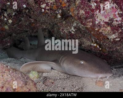 Ein Atlantischer Ammenhai (Ginglymostoma cirratum) ruht nachts im Sand. Tauchplatz John Pennekamp Coral Reef State Park, Key Largo, Florida Keys Stockfoto