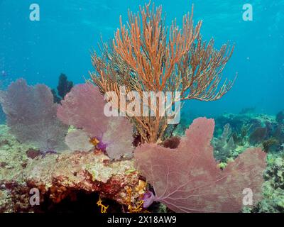 Gebogene Seestrute (Plexaura flexuosa) und gemeiner Seefächer (Gorgonia ventalina), Tauchplatz John Pennekamp Coral Reef State Park, Key Largo, Florida Keys Stockfoto