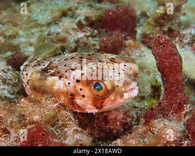 Stachelschweinfische mit langer Wirbelsäule (Diodon holocanthus), Tauchschule, Pompano Beach, Florida, USA Stockfoto