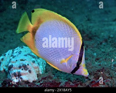 Fleckfische (Chaetodon ocellatus), Tauchplatz Anna's Reef, Destin, Panhandle, Golf von Mexiko, Florida, USA Stockfoto