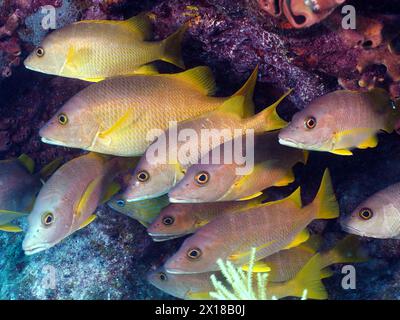 Fischschule, Gruppe von Schnappern (Lutjanus apodus), Tauchplatz John Pennekamp Coral Reef State Park, Key Largo, Florida Keys Stockfoto