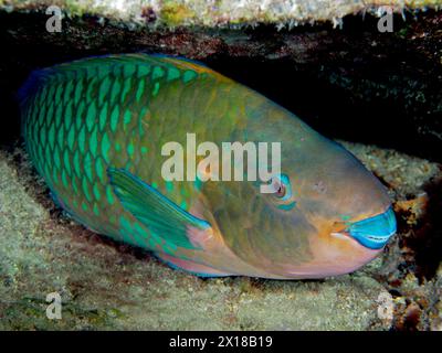 Am Wrack des Benwood ruht nachts ein Papageienfisch (Sparisoma viride). Tauchplatz John Pennekamp Coral Reef State Park, Key Largo Stockfoto