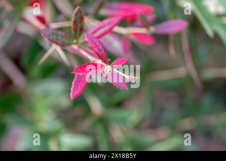 Berberis julianae im Frühjahr. Grüne und rote berberisblätter. Wintergrüne Berberitze oder chinesische Berberitze. Stockfoto