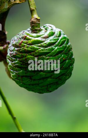 Agathis Robusta (Dundathu-Kiefer, Kauri-Kiefer, Queensland-Kauri, australischer Kauri). Dieser Baum produziert ein hochwertiges Holz Stockfoto