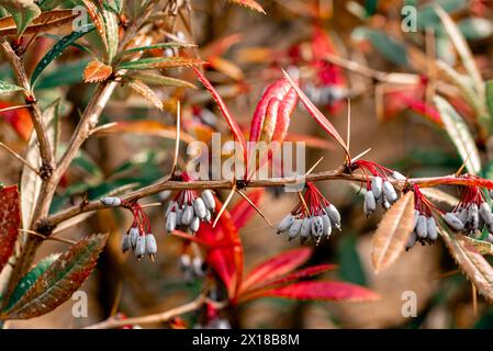 Berberis julianae im Frühjahr. Grüne und rote berberisblätter. Wintergrüne Berberitze oder chinesische Berberitze. Stockfoto