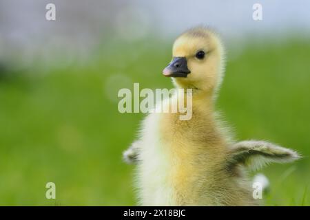 Eine graue Gänseküke mit weichem Gefieder steht im Gras vor einem verschwommenen grünen Hintergrund, Hessen, Deutschland Stockfoto