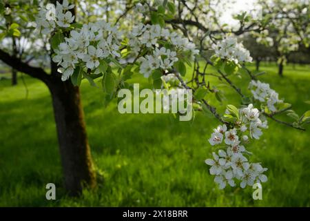 Birnenblüte (Pyrus), Obstbaum, Obstblüte, Birnenbaum, Birne, Wiesenobstwiesen, Obststueckle, Obstgut, Obstgarten, Frühling, April, Hohenlohe Stockfoto