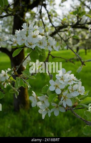 Birnenblüte (Pyrus), Obstbaum, Obstblüte, Birnenbaum, Birne, Wiesenobstwiesen, Obststueckle, Obstgut, Obstgarten, Frühling, April, Hohenlohe Stockfoto