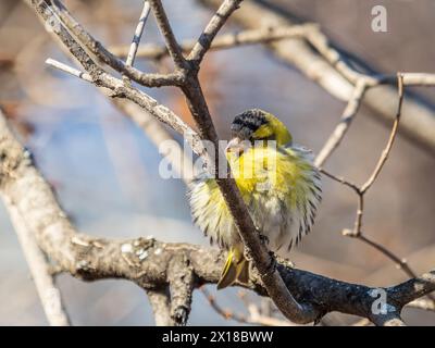 Eurasisches Siskin-Männchen, lateinischer Name spinus spinus, sitzend auf einem Ast eines Baumes. Niedlicher kleiner gelber singbird. Vögel in der Tierwelt. Stockfoto