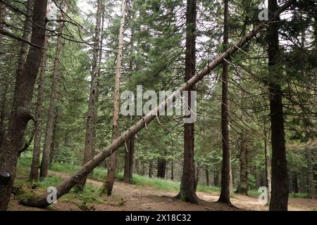 Aufstieg auf den Gipfel des Mount Hoverla. Karpatenwald. Stockfoto