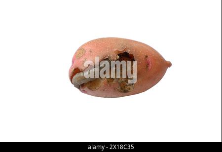 Kartoffelpest. Raupenfalter Rosier (Hydraecia micacea). Stockfoto