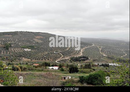 Ubeda, Provinz Jaen, ausgedehnter Olivenhain auf hügeligem Gelände unter bewölktem Himmel, Provinz Jaen, Andalusien, Spanien Stockfoto